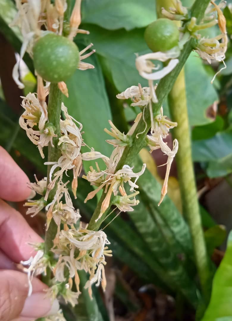 Lengua de Suegra (Sansevieria trifasciata) o Espada de San Jorge. — Hive