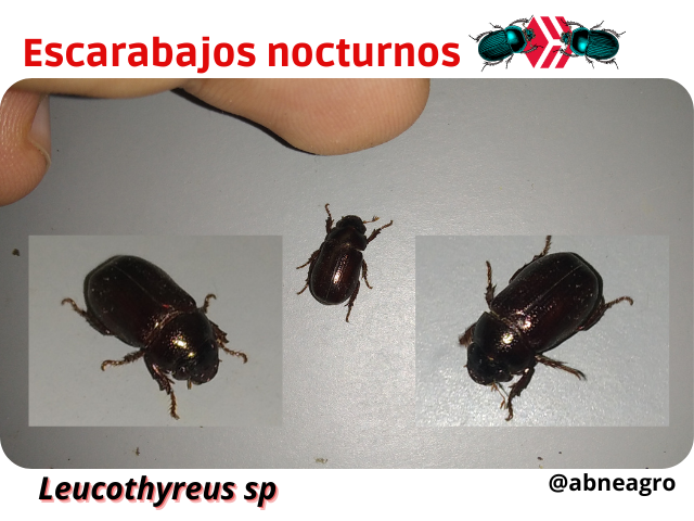 Automeris cf. jucunda (3).png