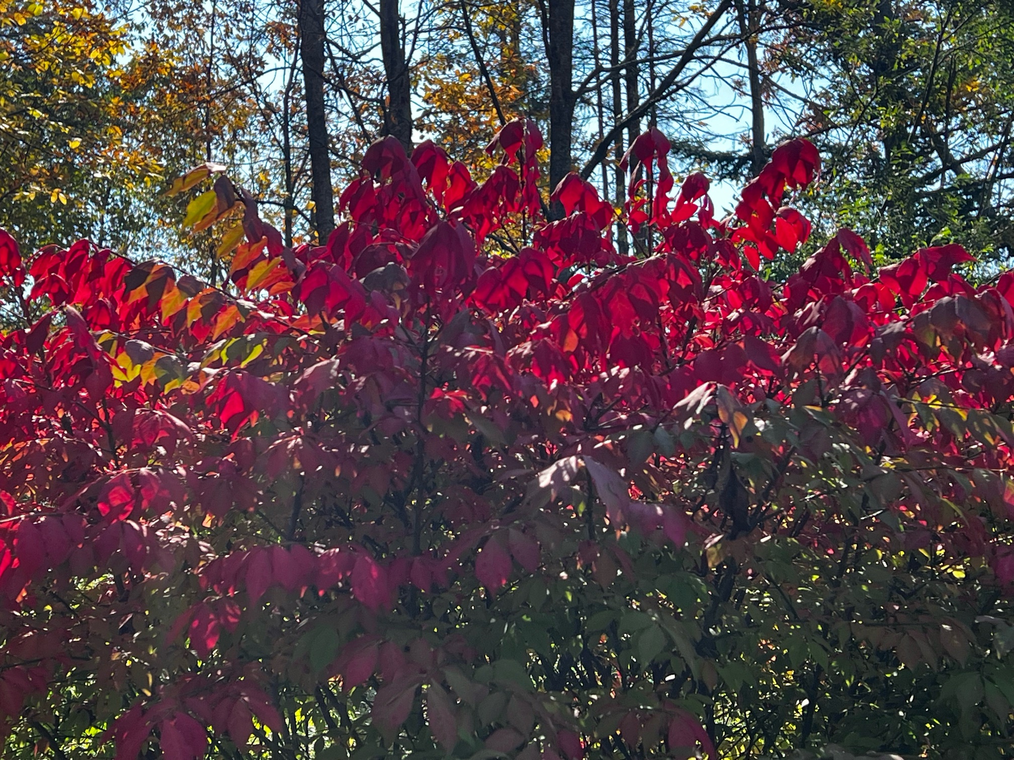 IMG_3693.jpeg