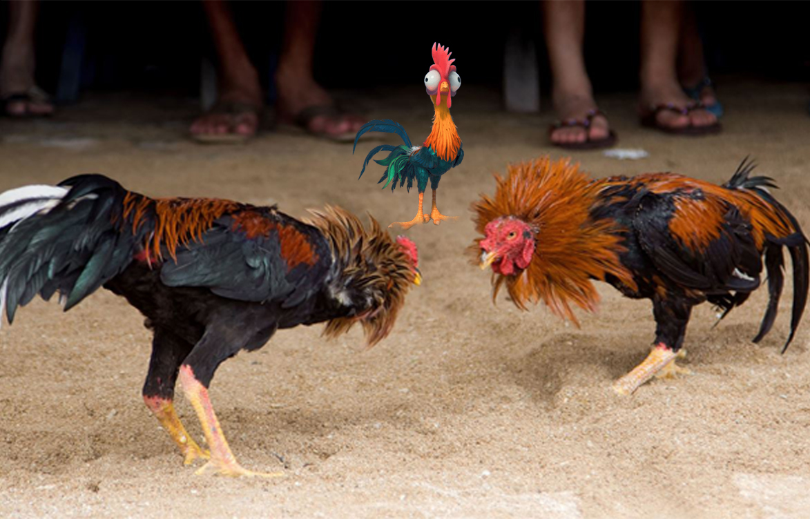 Gallos-de-pelea.jpg