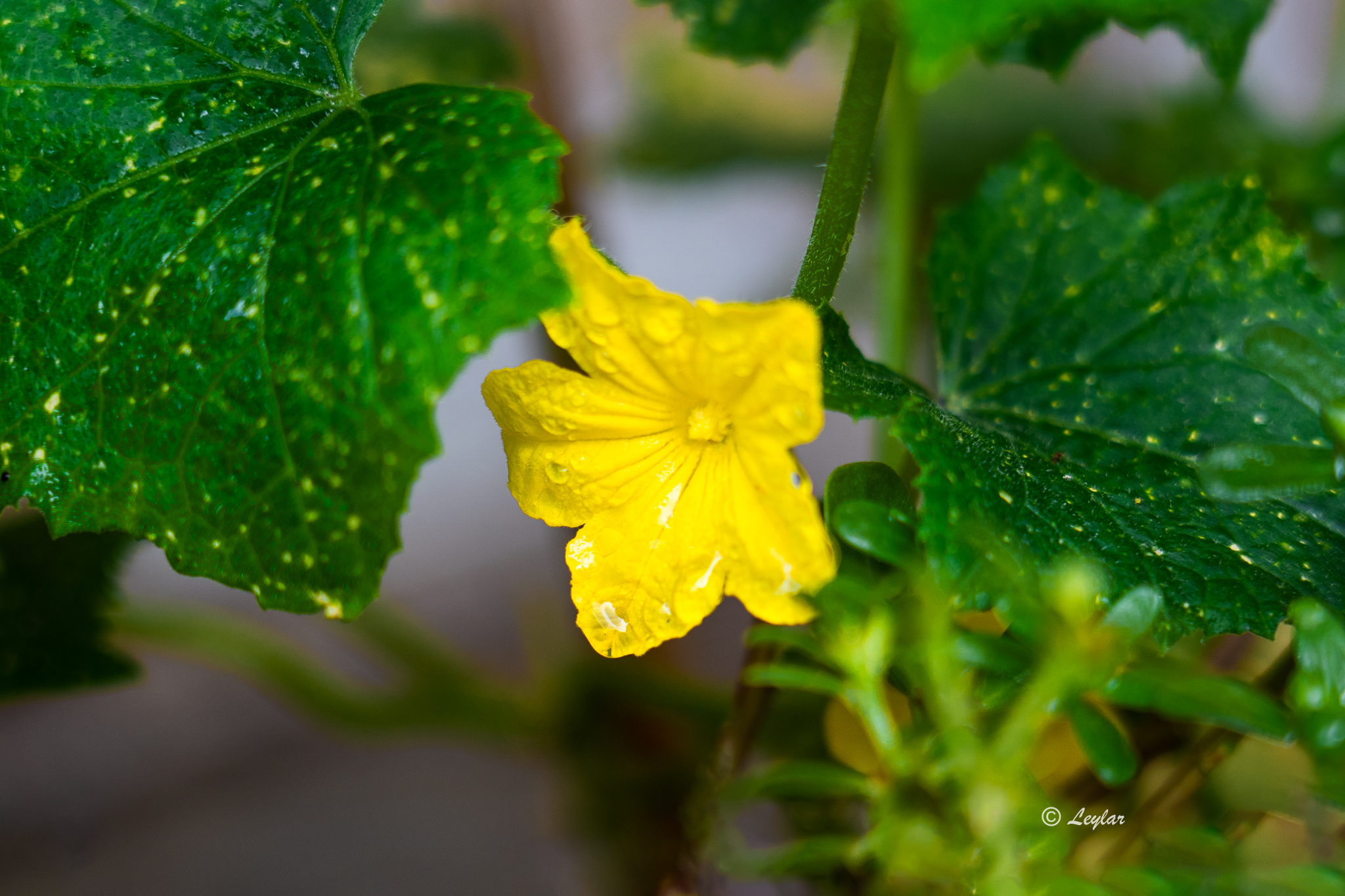 DSC03806.jpg