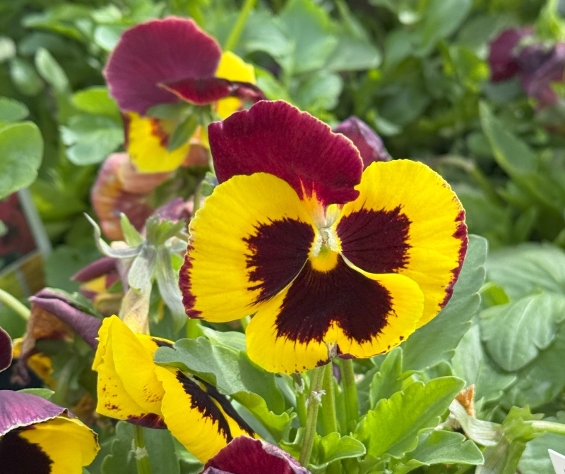 hivegarden-flowers-pansy-1.jpg