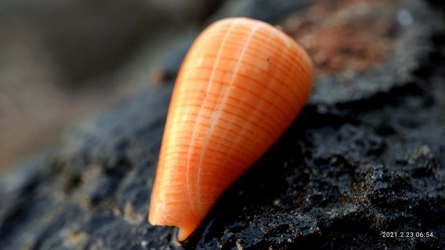 sea slug3.jpeg