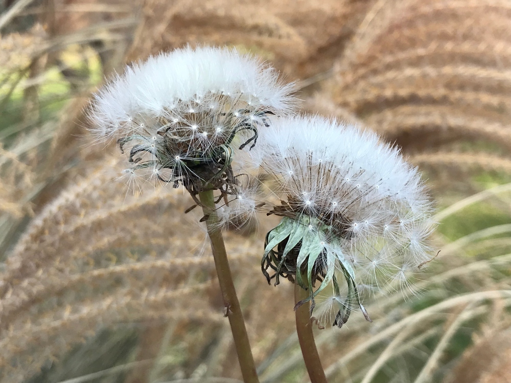 flowers-white-dandelion.jpg