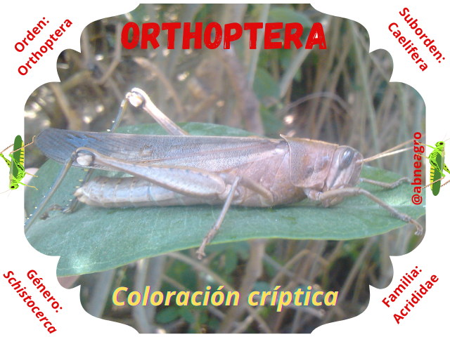 Orthoptera 3.png