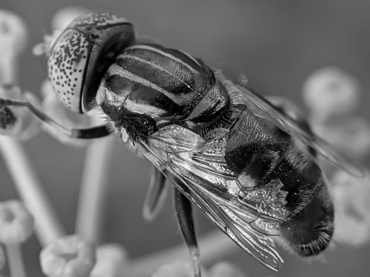 fly (40).jpeg