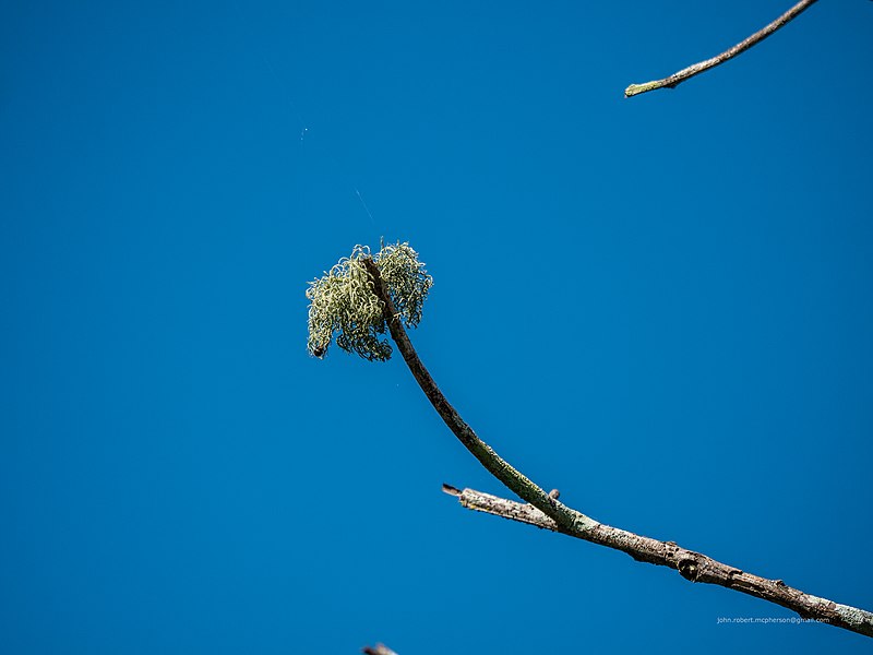 800px-Foliose_lichen_on_dead_Acacia_leiocalyx_7th_Brigade_Park_Chermside_P1120656.jpg