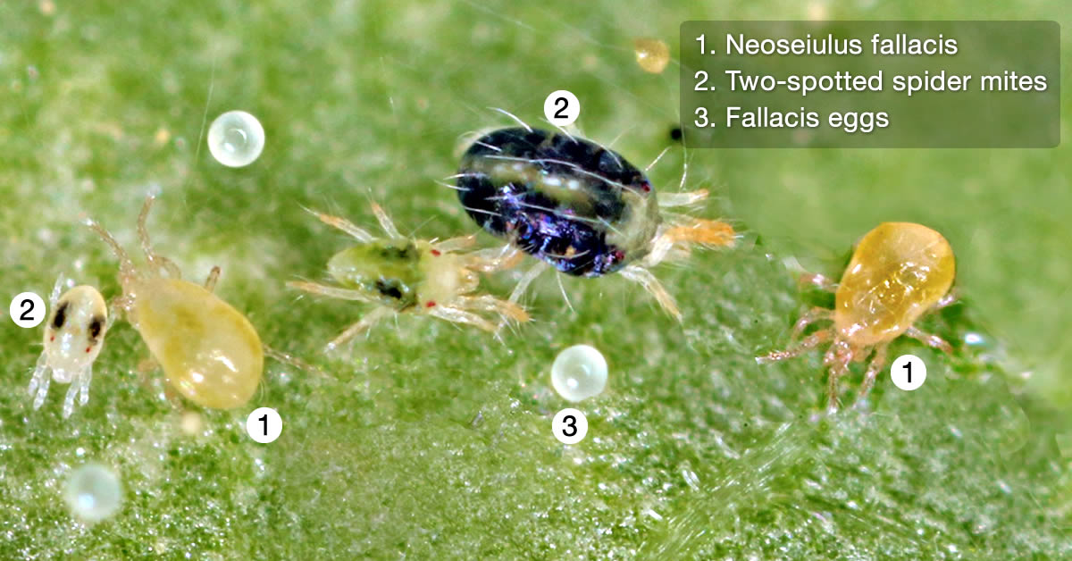 fallacis-two-spotted-spider-mites.jpg