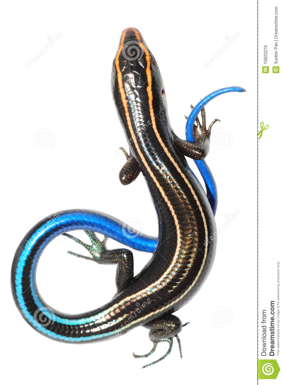 lagarto-azul-del-skink-de-la-cola-15822219.jpg