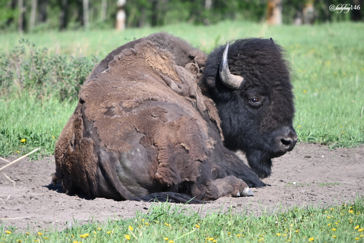 bison (16).jpg