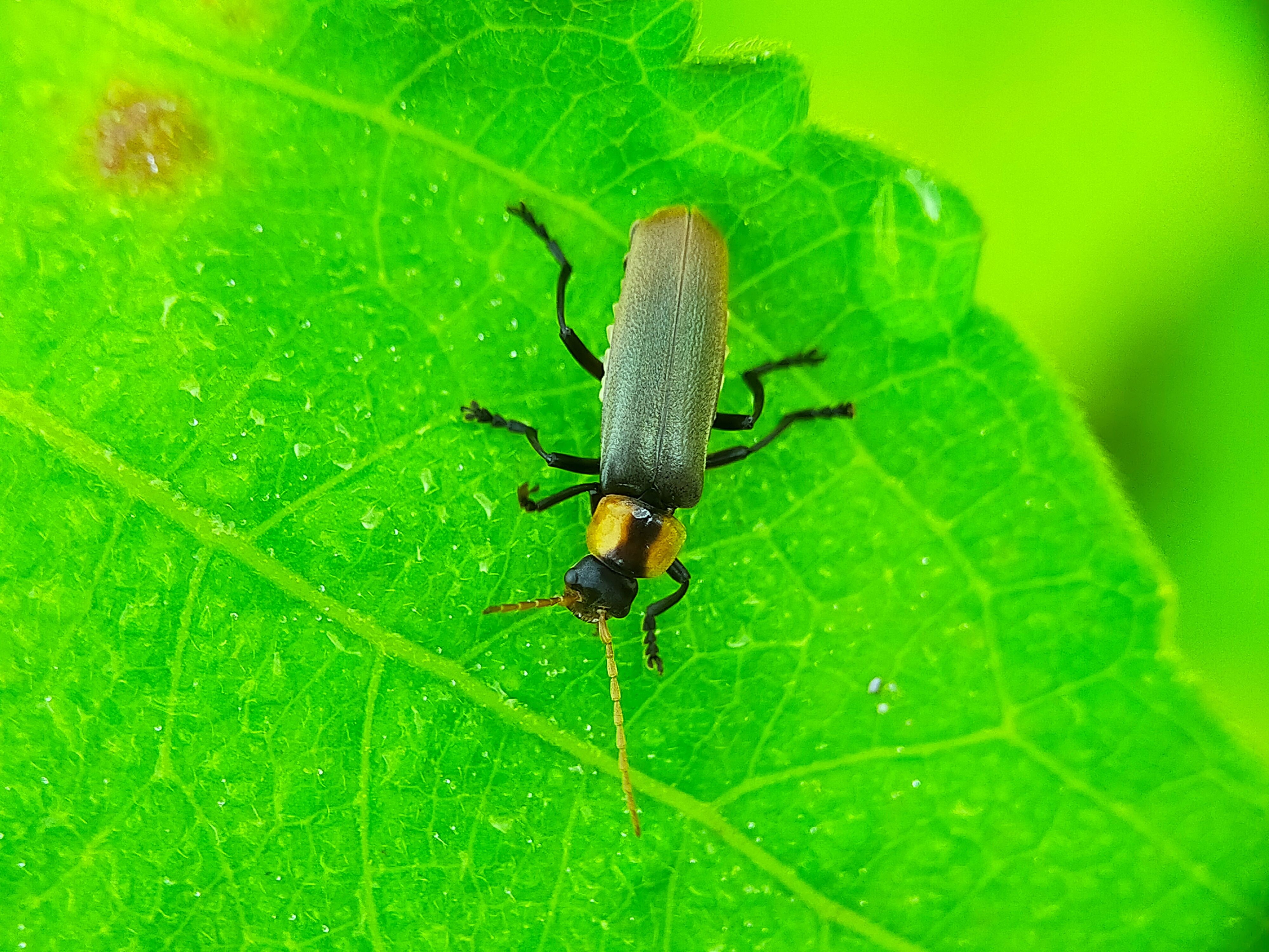 Chauliognathus lugubris (14).jpg