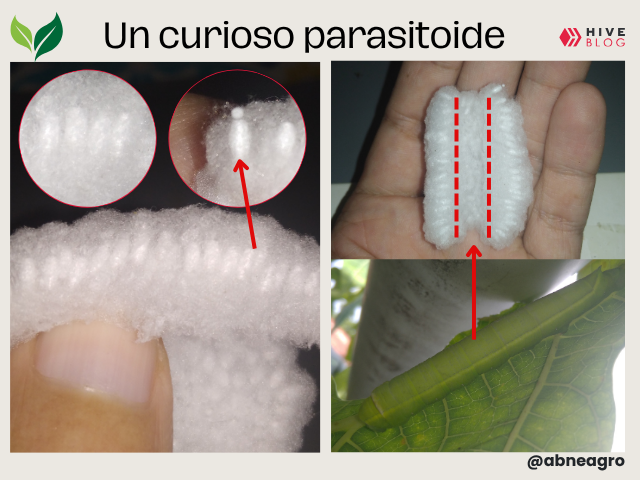 portada (2).png