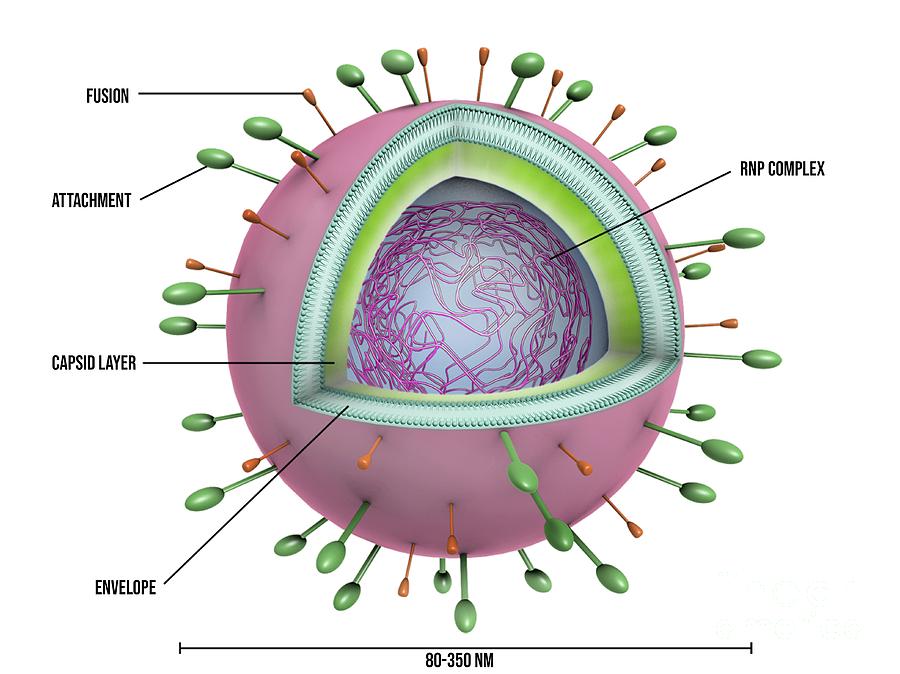 respiratory-syncytial-virus-particle-maurizio-de-angelisscience-photo-library.jpg