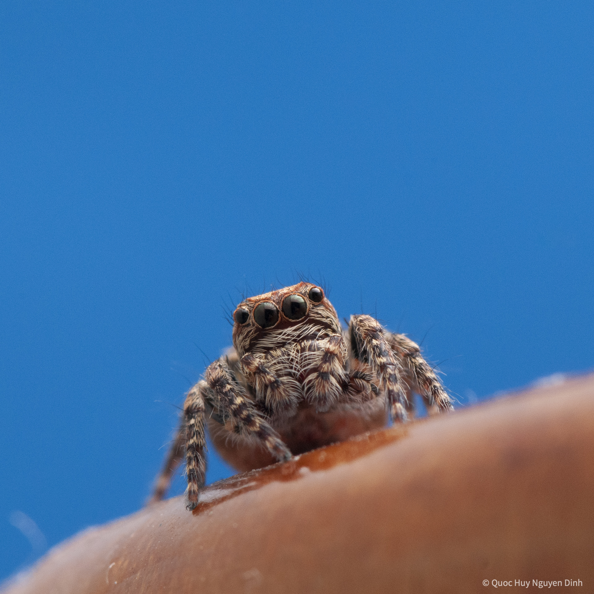 Jumping Spider - Servaea Villosa-05.jpg