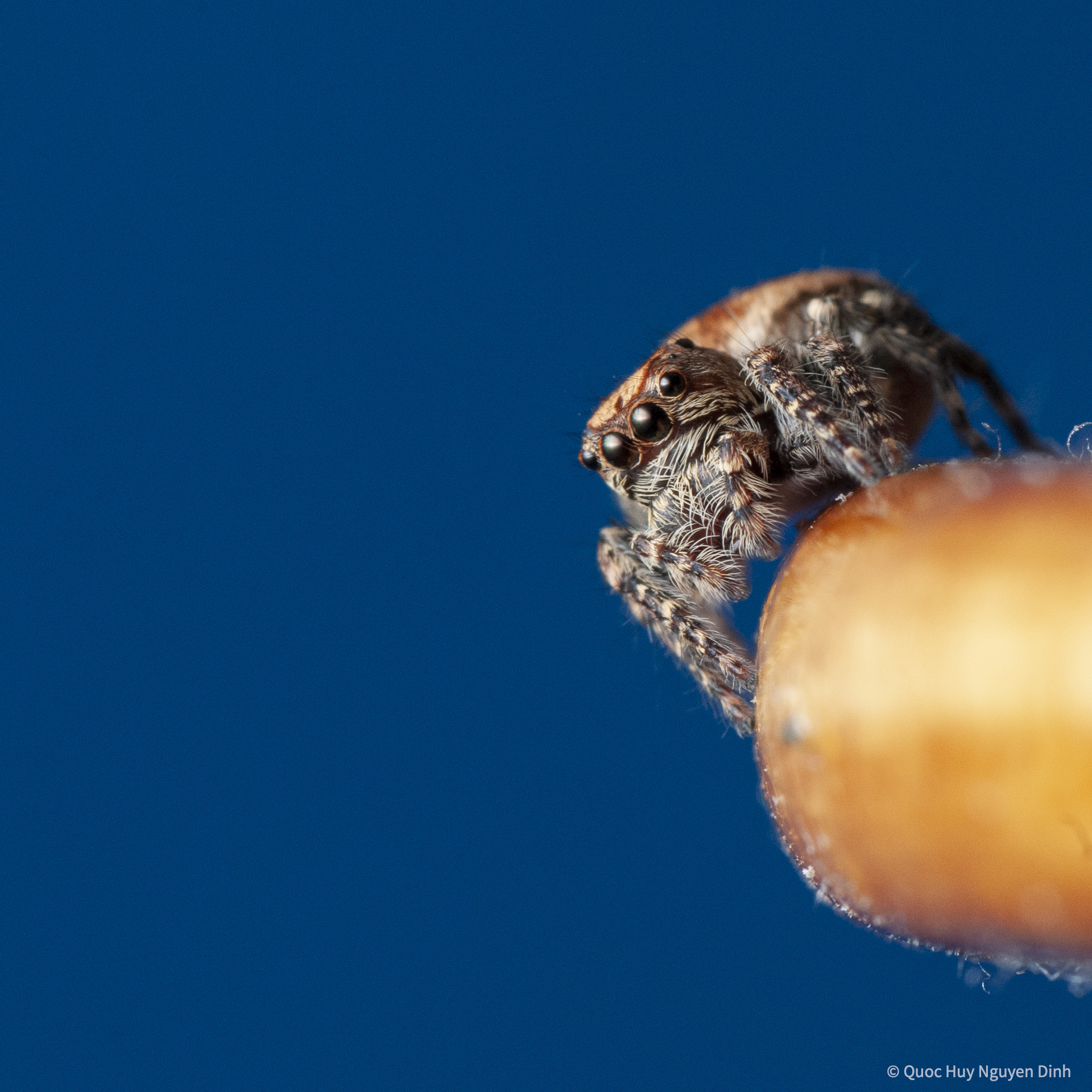 Jumping Spider - Servaea Villosa-11.jpg