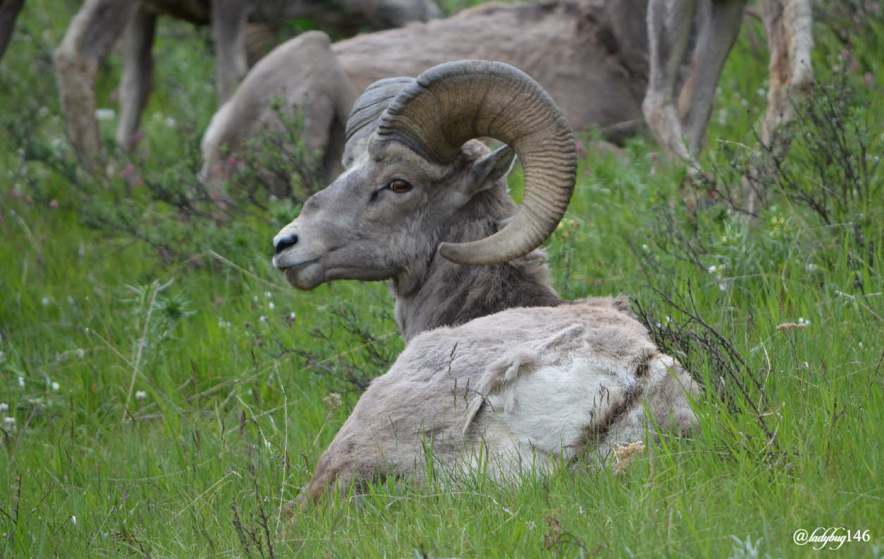 bighorn sheep (2).jpg