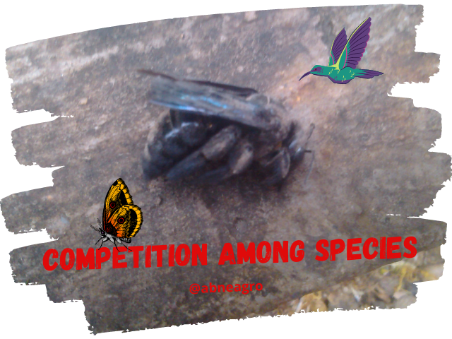 competition among species 1.png