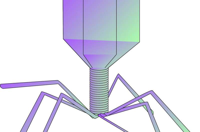 1-phage.jpg