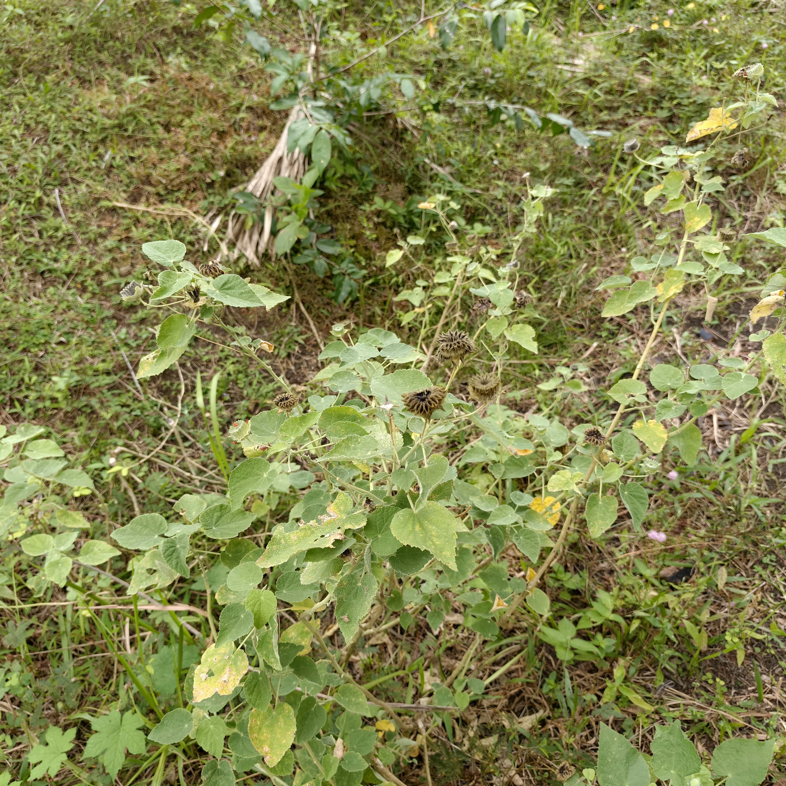 IMG-20250814-WA0075.jpg