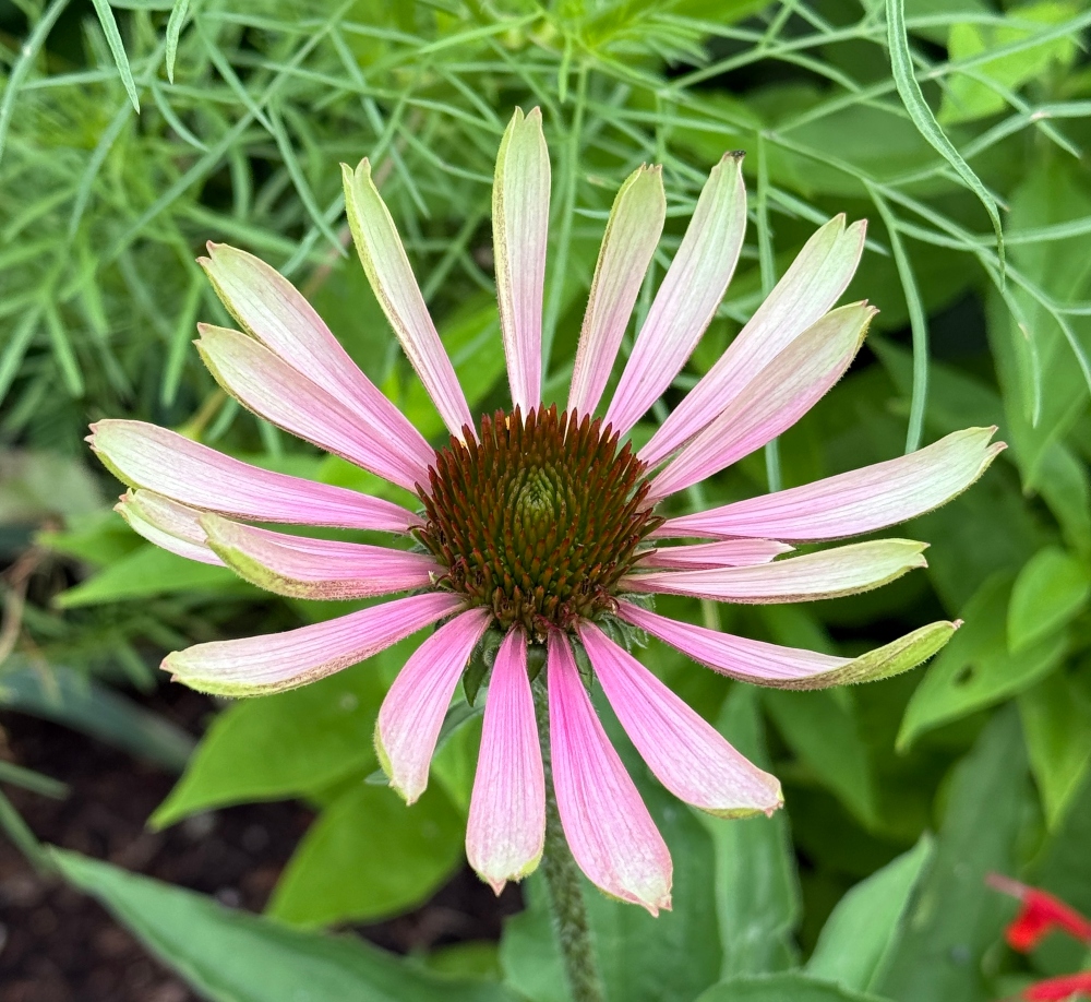 hivegarden-coneflower.jpg