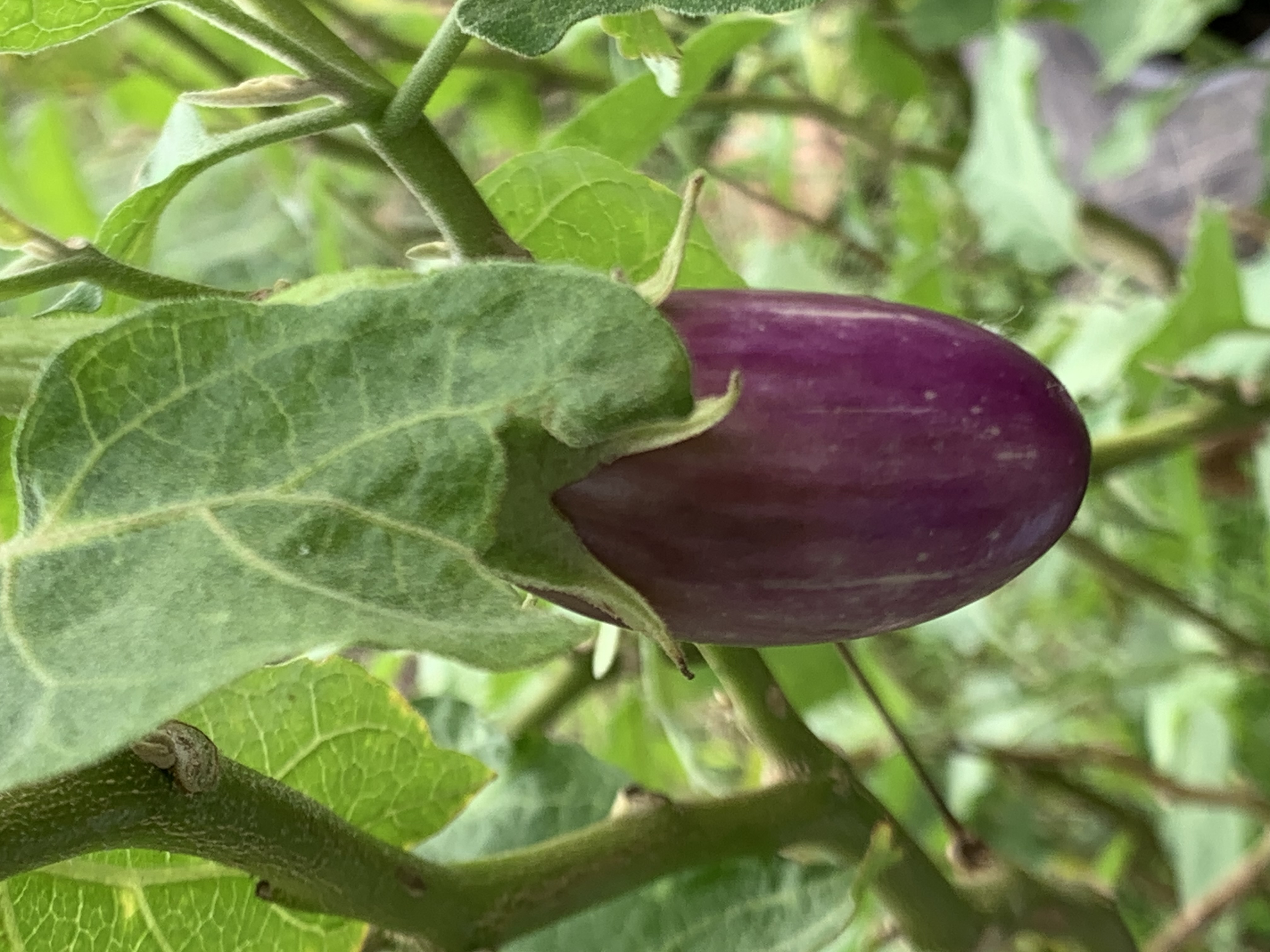 vegetable1.jpg