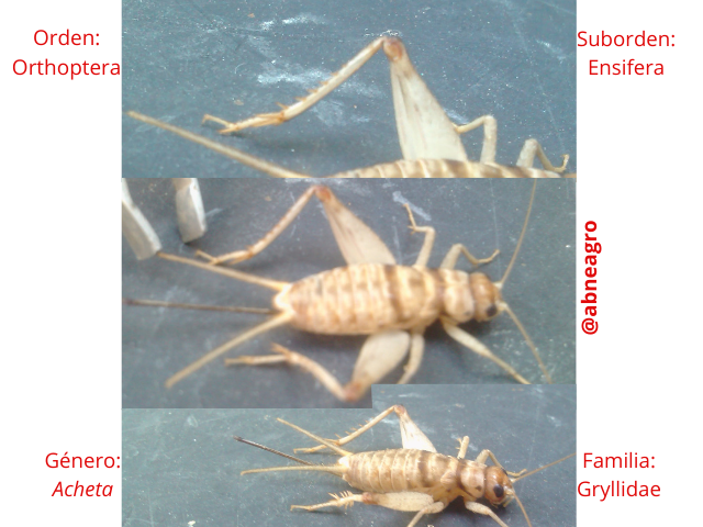 Orden Orthoptera patas.png