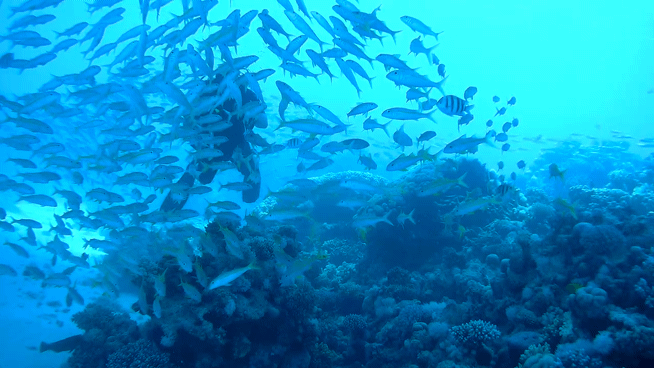 VID_20250621_130446_467(1).gif