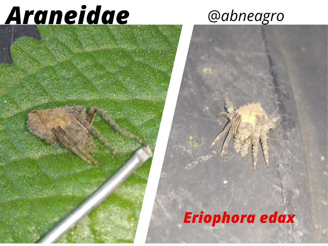 Araneidae(11).png