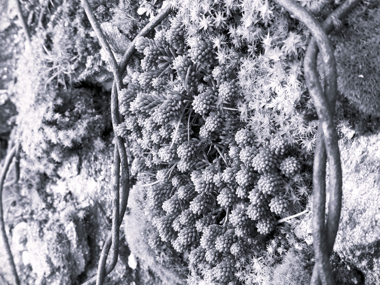 20230305_133433_bw.jpg