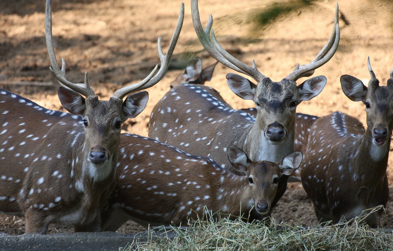 deers-88991_1280.jpg