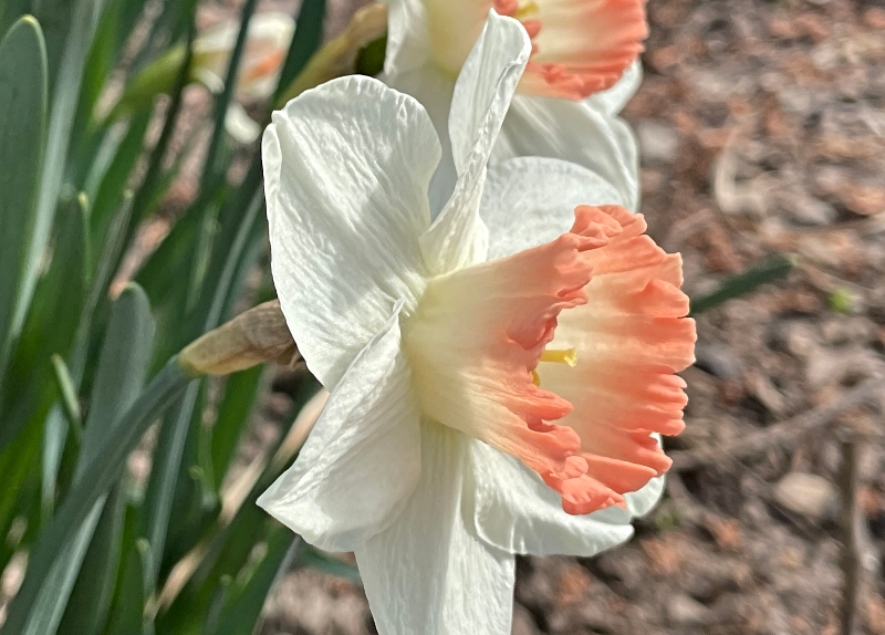 flowers-6.jpg