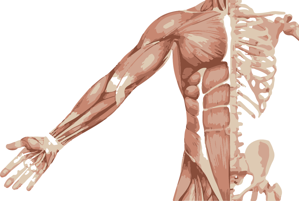 body.png