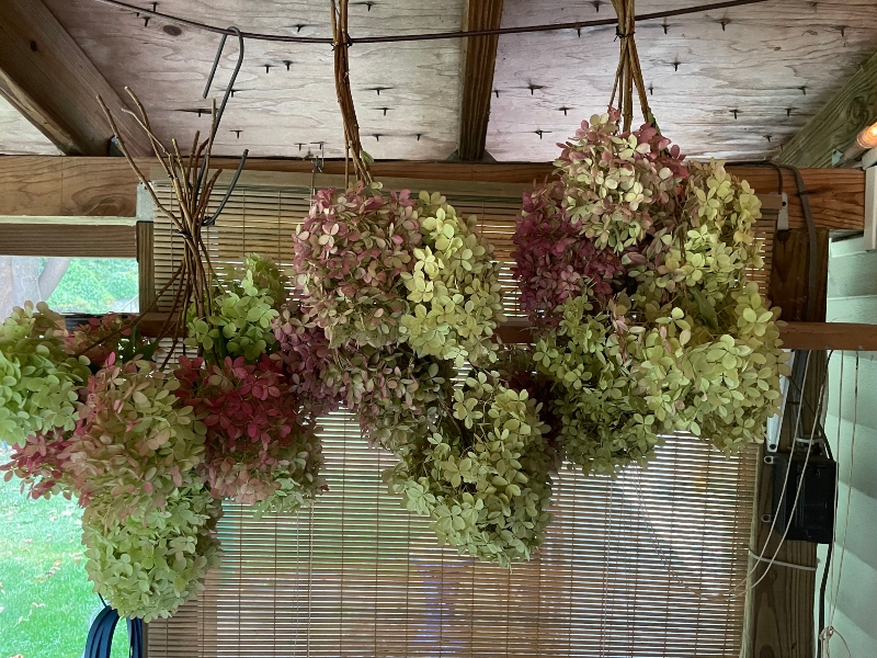 hivegarden-hydrangea-blossoms.jpg