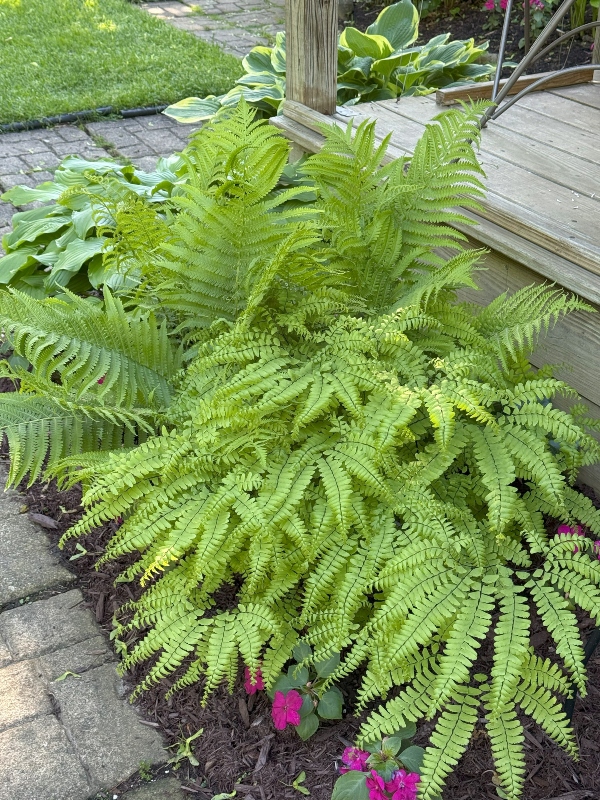 hivegarden-ferns.jpg