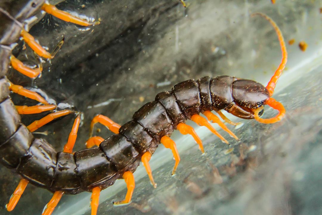 Venomous Centipedes — Hive