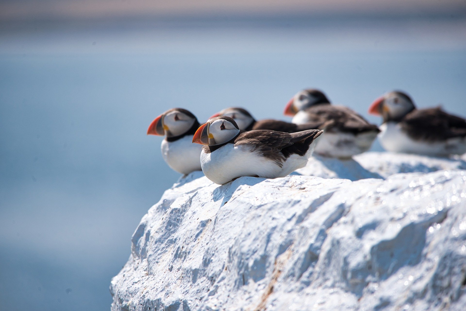 puffins-g86ef8b622_1920.jpg