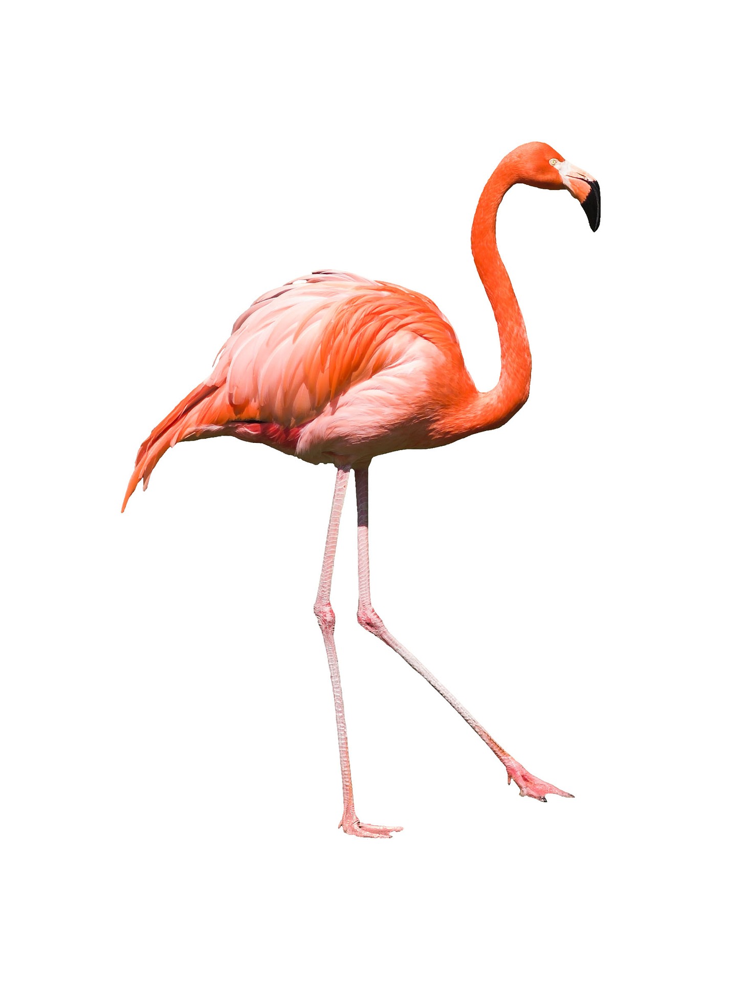 flamingo-3098445_1920.jpg