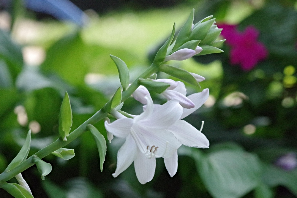 https://images.hive.blog/DQmSTrAedcvNgQxtkTyvQheykQz41ybijumd1m4sUisio6T/garden-flowers-hosta.jpg