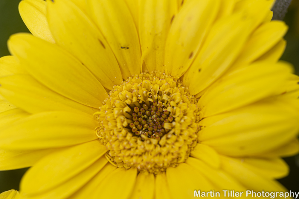 Yellow daisy 50mm macro (1 of 1).jpg