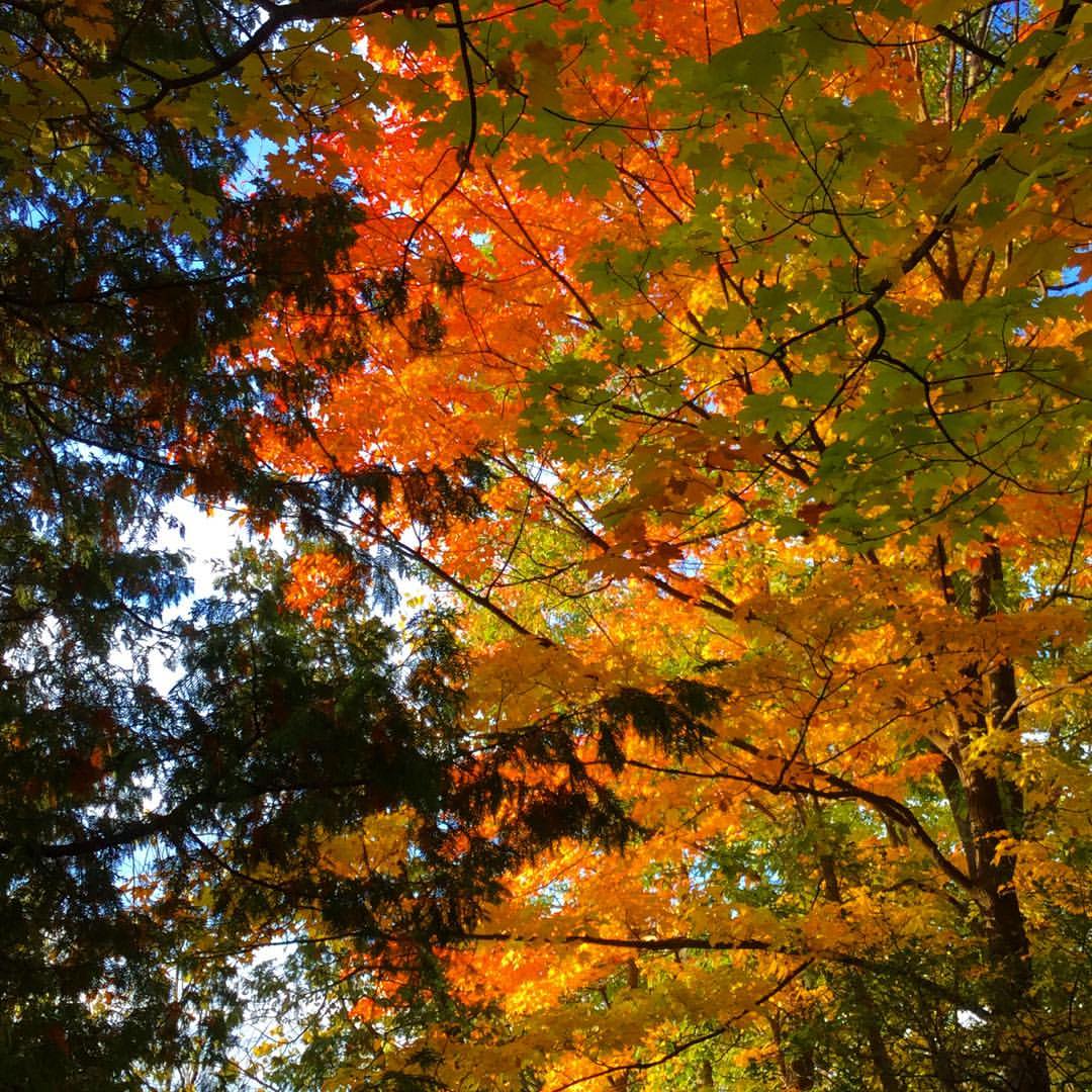 autumn orange 2.jpg