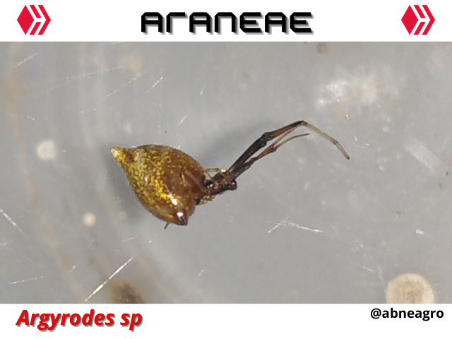 Automeris cf. jucunda (8).png