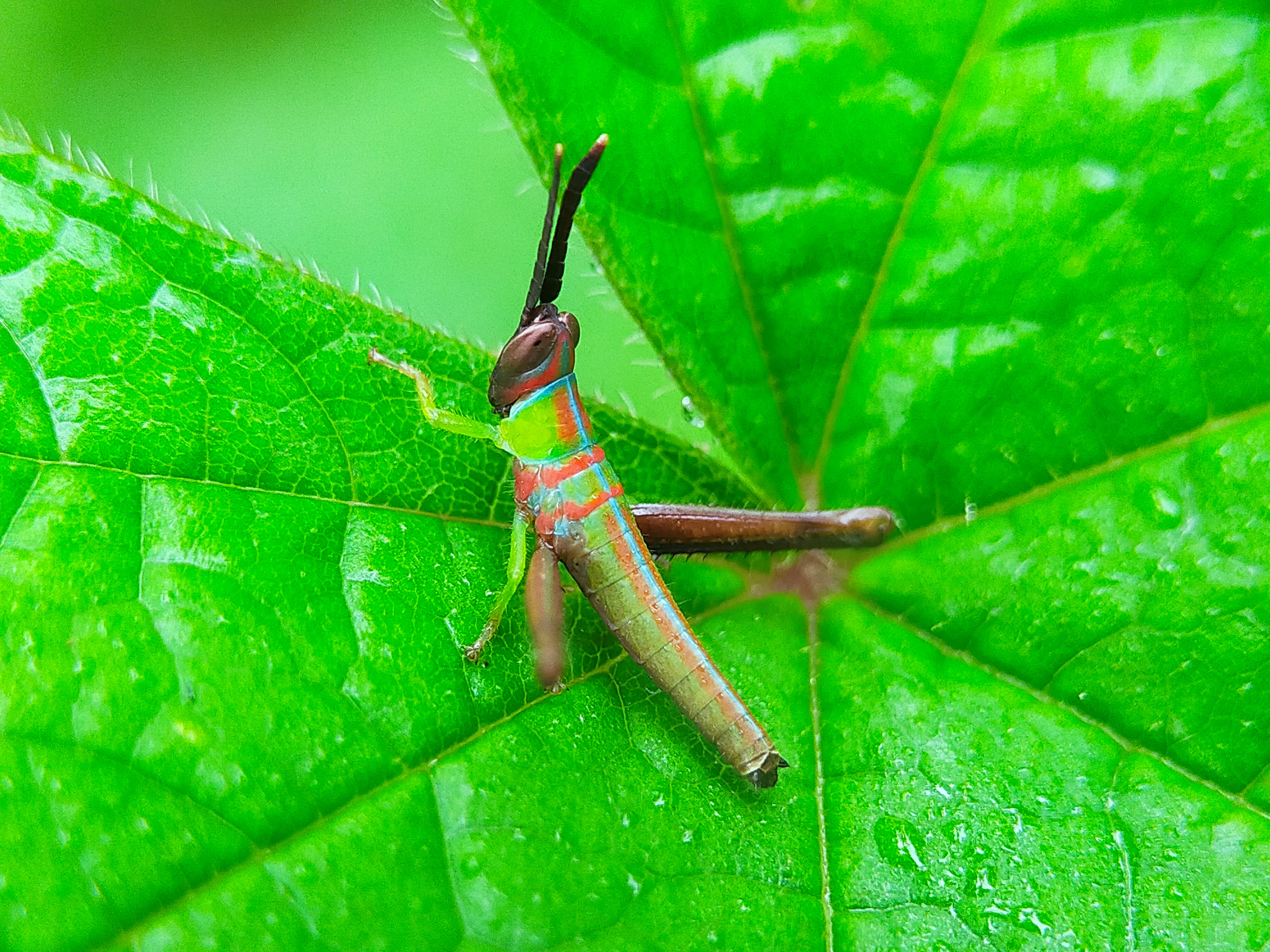 Grasshopper Color (10).jpg