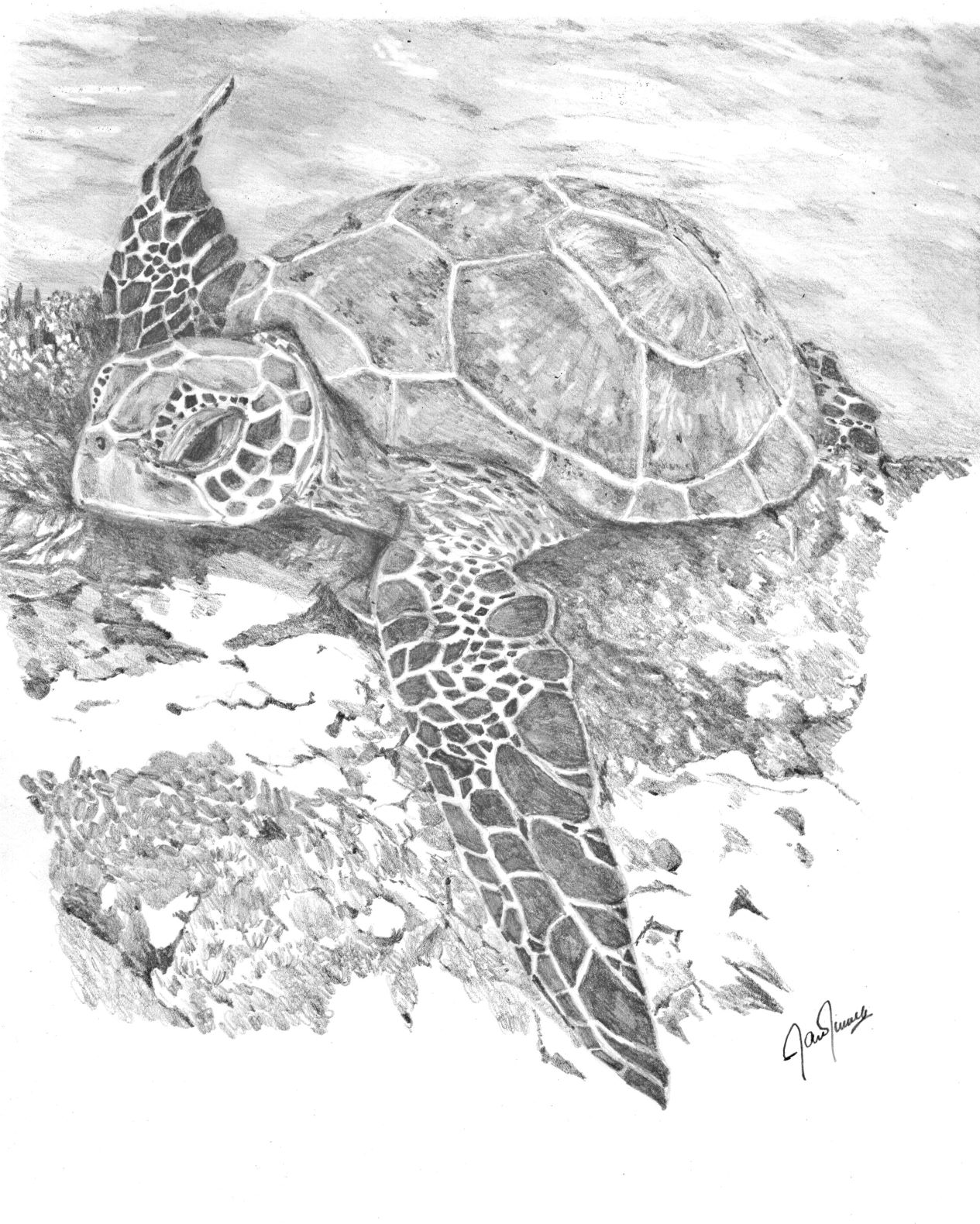 animal drawing with pencil Sea Turtle / Dibujo de animales con lápiz  Tortuga Marina — Hive