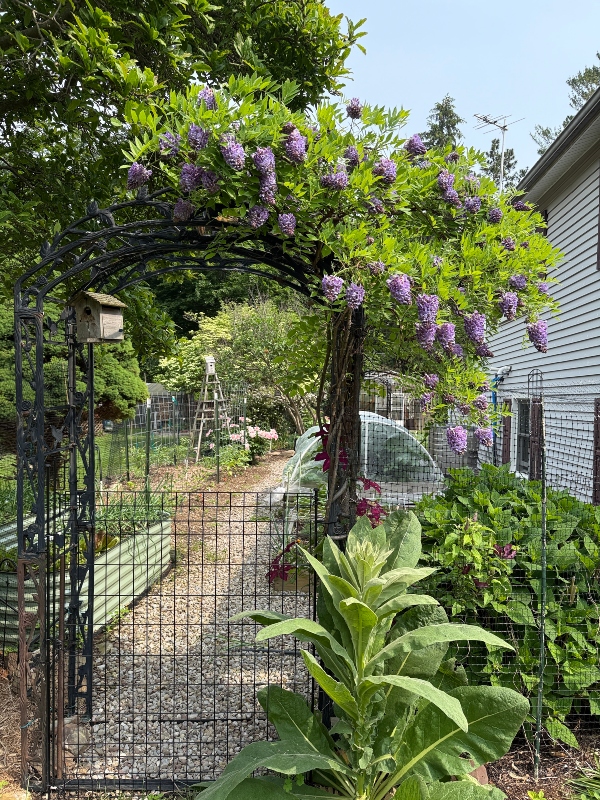 hivegarden-trellis.jpg