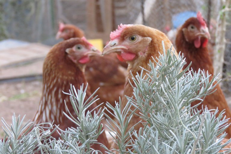 chickens.jfif
