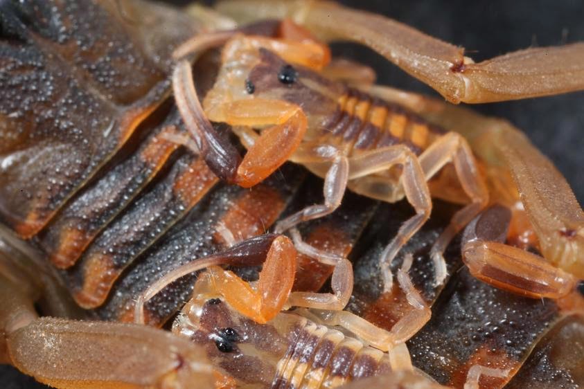 Striped Bark Scorpion with babies.JPG