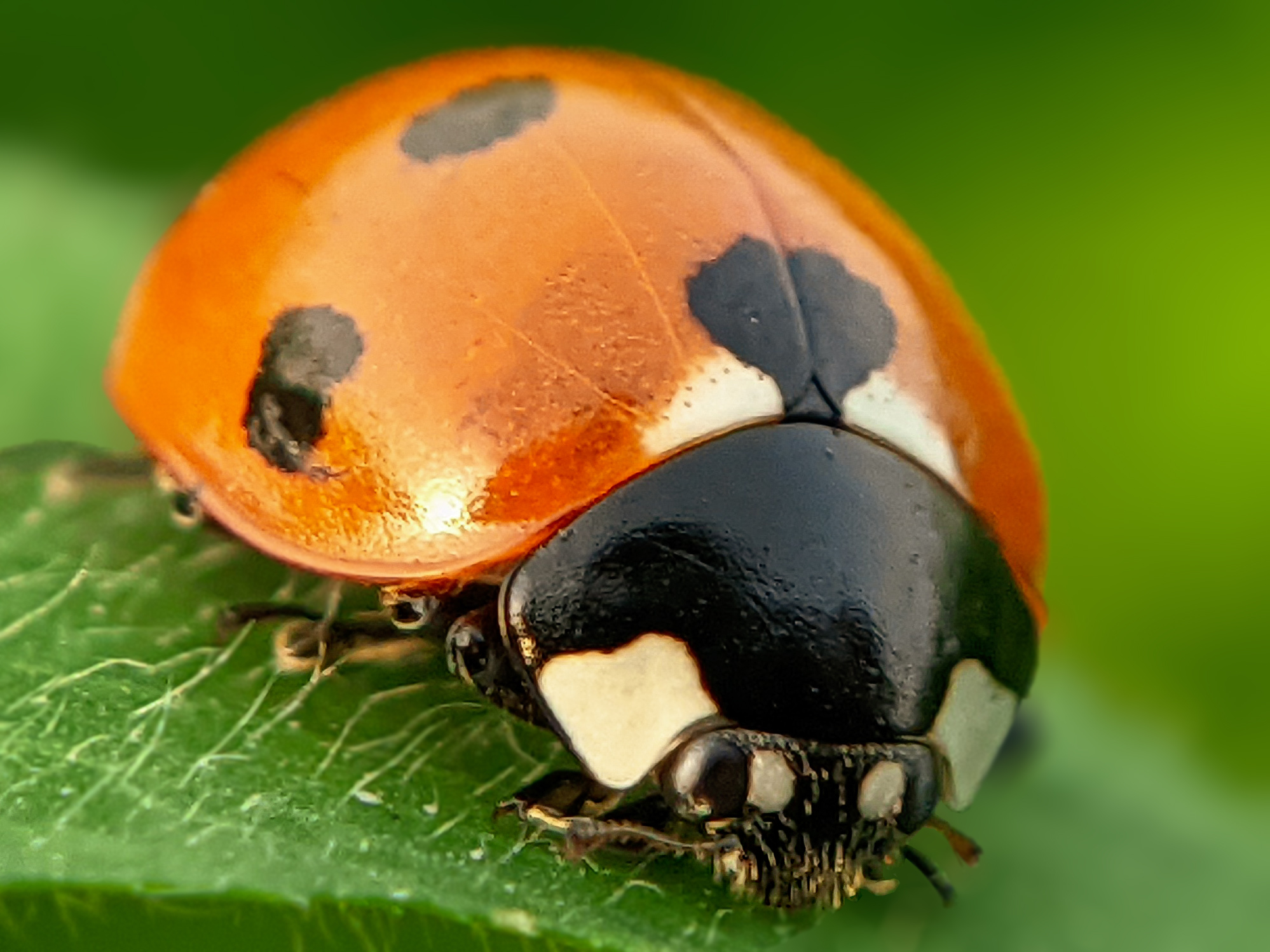 ladybird (2).jpg