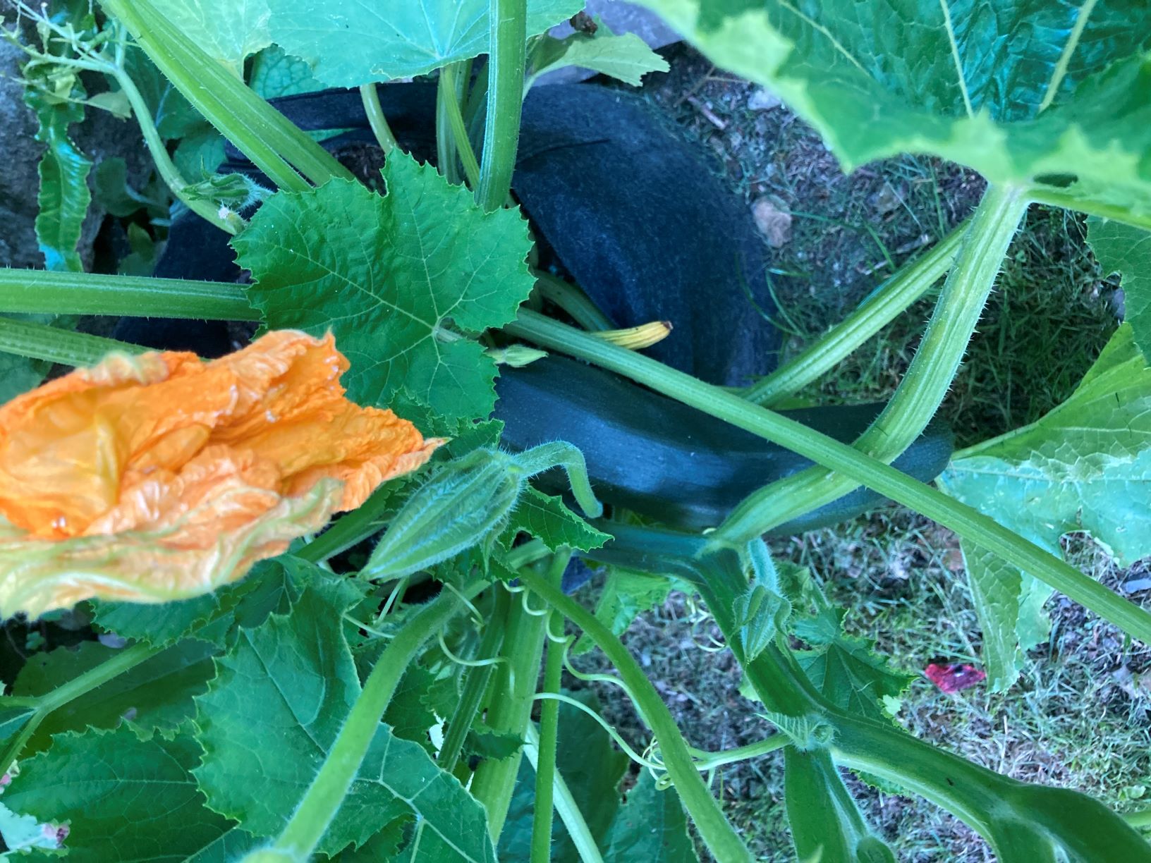 courgette 1.jpg