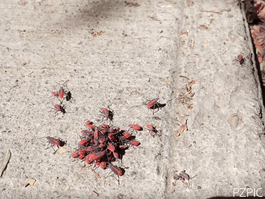 PZPIC_20250219_164749_494-ezgif.com-video-to-gif-converter.gif