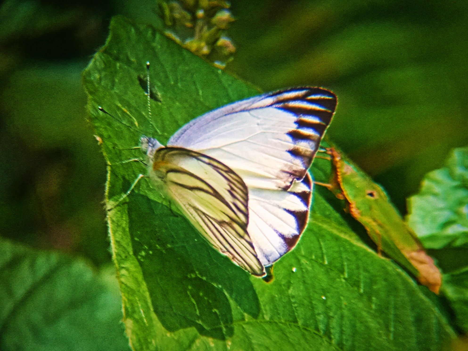 IMG_20250204_110022.jpg